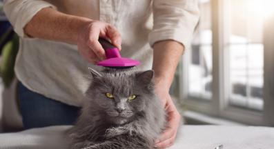 разресване на котка