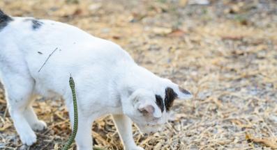 котка и змия