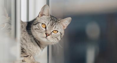 котка гледа съсредоточено