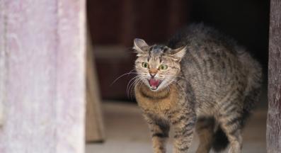 котка съска