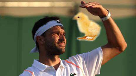 Григор Димитров пиле