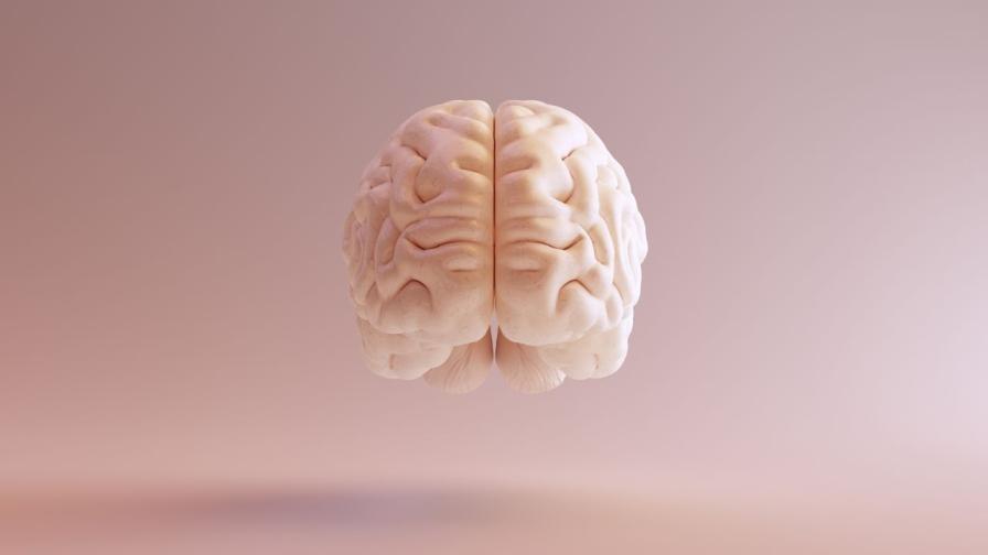Проучване: Мозъчната активност се запазва дълго след смъртта