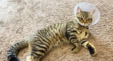 котка с медицинска яка