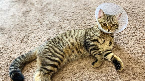 котка с медицинска яка