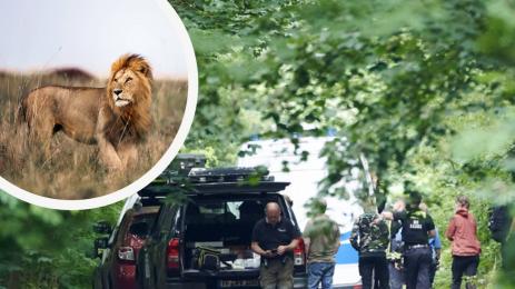 берлинска полиция лъв