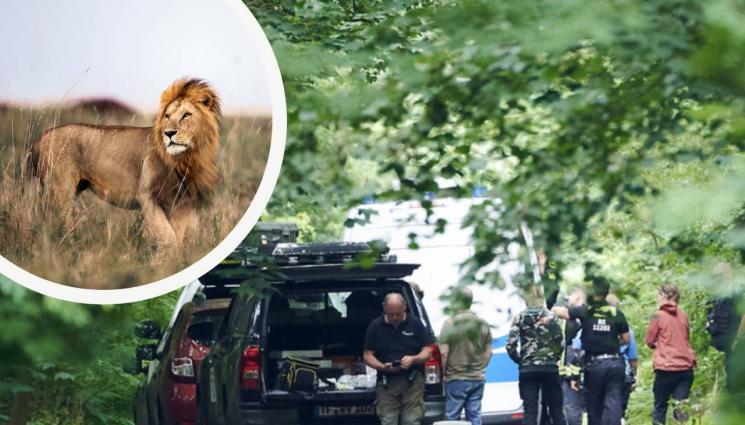берлинска полиция лъв - ЗА ЗЕЛЕН ХАЙВЕР: Берлинската полиция пак хукна да търси лъв на свобода