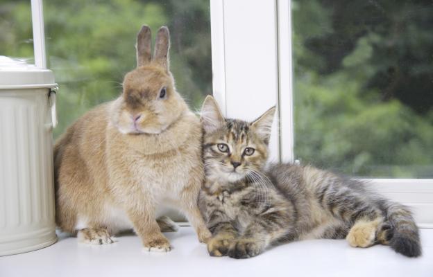 котка и заек