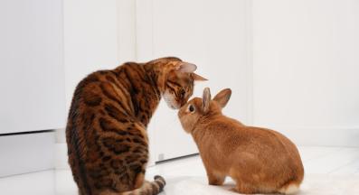 котка и заек