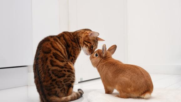 котка и заек