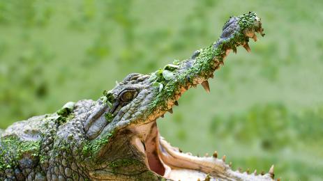УЖАС НА УЖАСИТЕ: Майка метна детето си с увреждания на крокодили!
