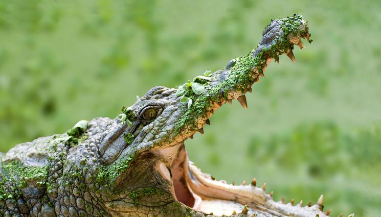 крокодил - БЯГАЛ ИМ ПО ТЪЧА: Крокодил се укривал цял месец от австралийските власти!