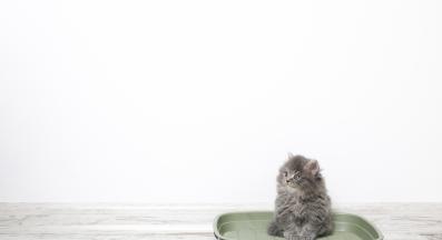 котешка тоалетна