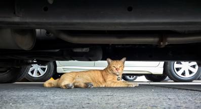 котка под кола