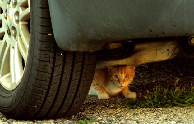 котка под кола