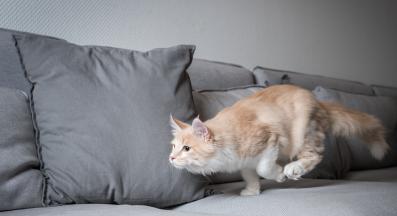 котка играе