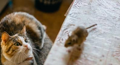 котешка храна