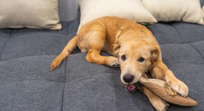 куче обувки