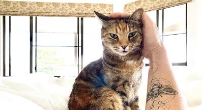 котка в легло