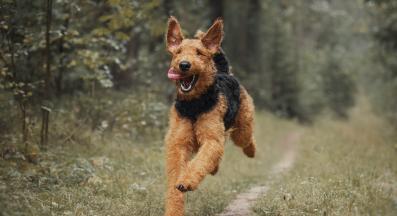 Еърдейл териер