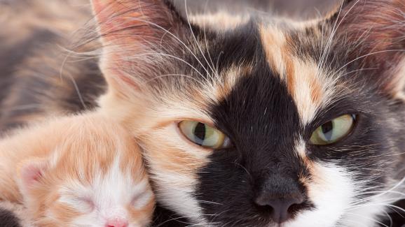 новородено котенце