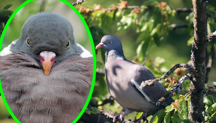 Гривяк - Гривякът – майсторското свидетелство на ловеца