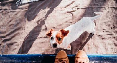 куче почивка