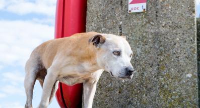 куче наежване