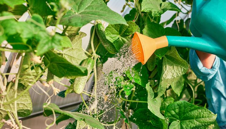 краставици - Агро Телеграф: Поливайте краставицата, за да не горчи