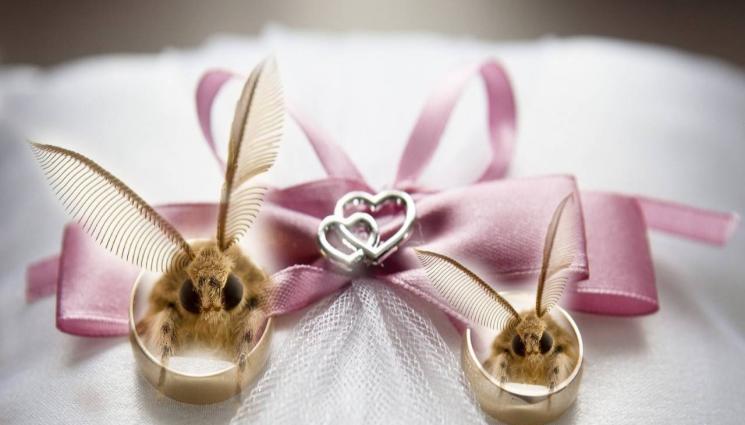 Молец - ГОРЧИВО! Молец вдига сватба