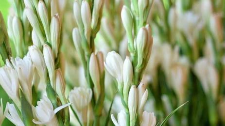 Бели туберози