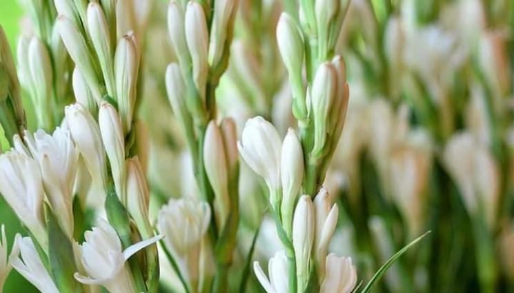 Бели туберози - Агро Телеграф: Садят тубероза, за да цъфнат през ноември