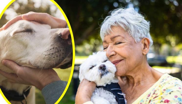 куче - Галиш куче, живееш 100 години