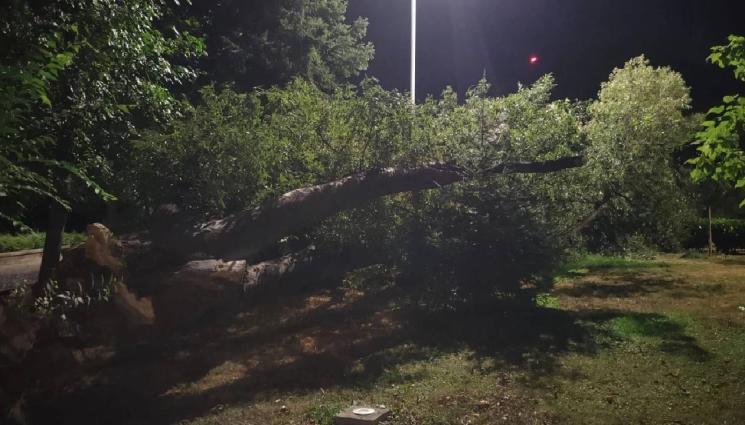 дърво - УЖАСЕН ИНЦИДЕНТ: Дърво се стовари върху паркирани коли, едва не премаза чакащи пред магазин! (СНИМКИ+ВИДЕО)