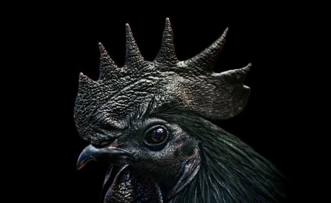 Изумително! Пиле в готически стил: Черно от глава до... кости
