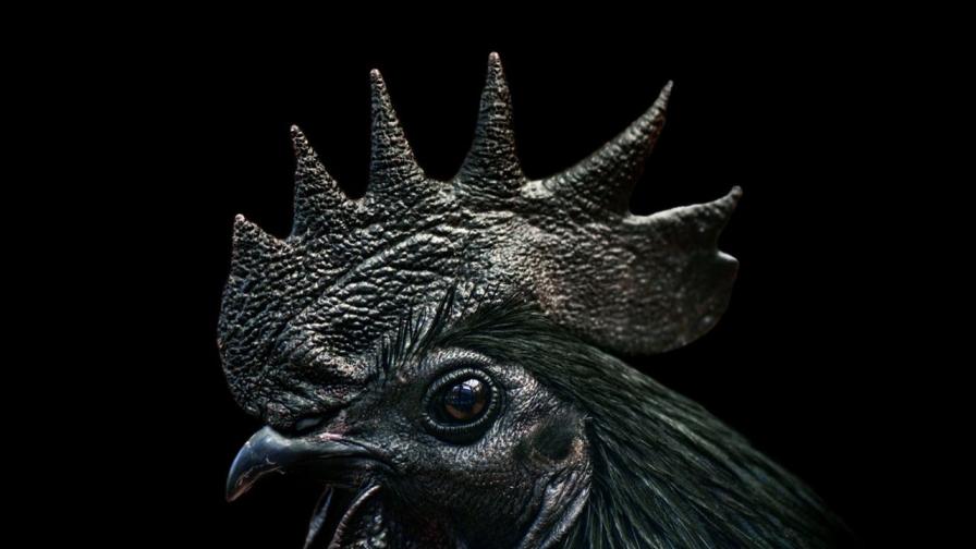 Изумително! Пиле в готически стил: Черно от глава до... кости