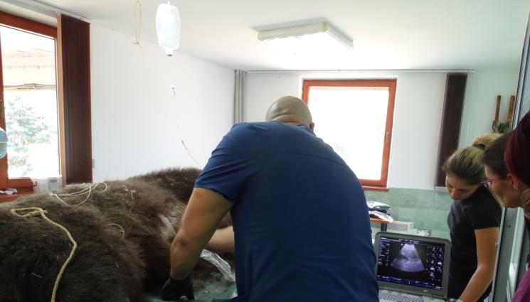 а - ПУХКАВИ ПАЦИЕНТИ В БЕЛИЦА: Мечките Боби и Чарли минаха медицински прегледи (СНИМКИ)