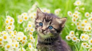 8 август е Международният ден на котките Котките са едни от