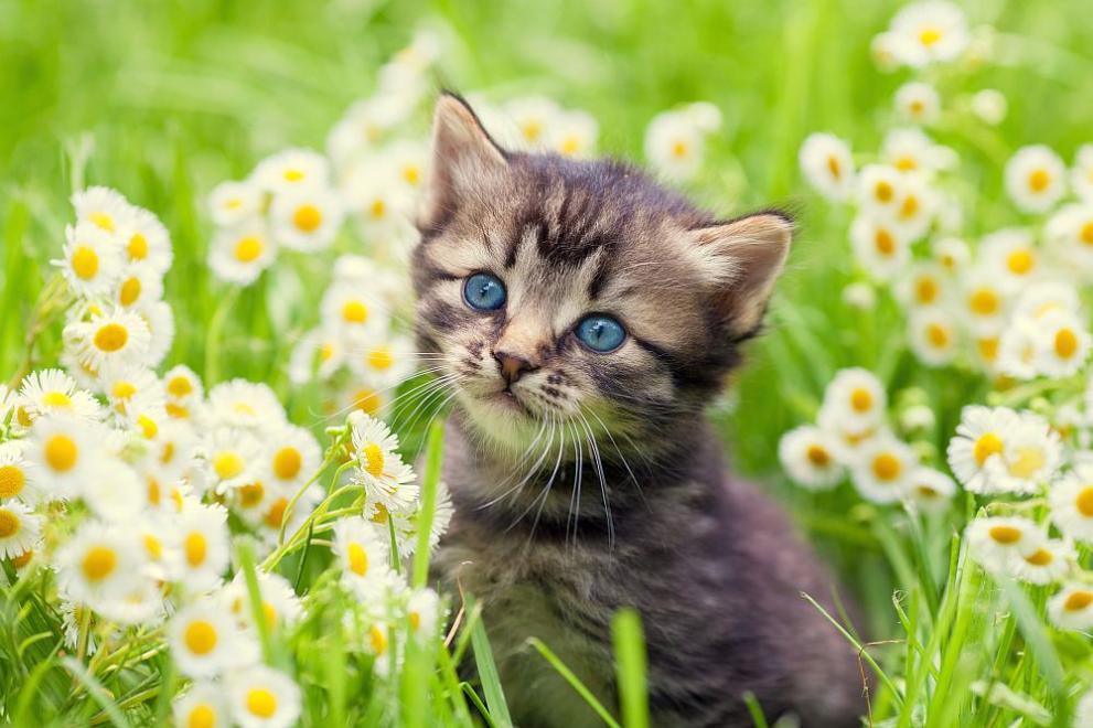 8 август е Международният ден на котките.Котките са едни от