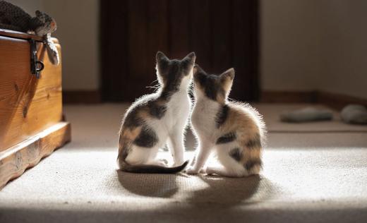 Котки котенца