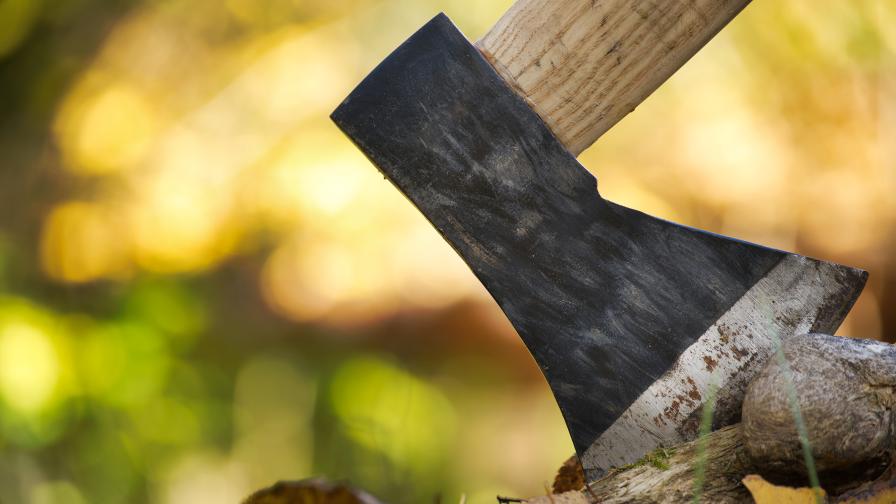 Вандали отрязаха 12 новозасадени дървета в София