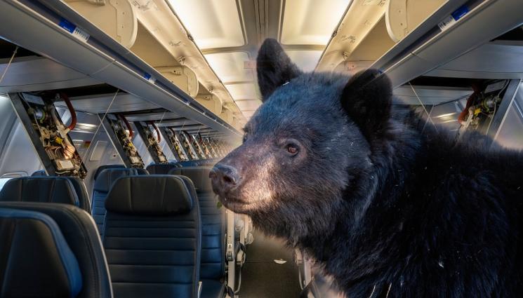 мечка самолет - БЕГЛЕЦ НА БОРДА: Любопитно мече шашна пътници в самолет (ВИДЕО)