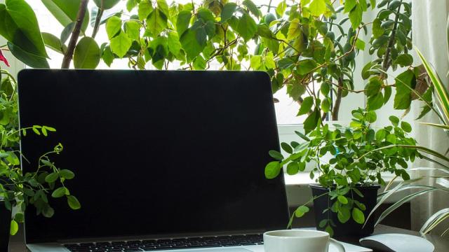 Какви са ползите от цветята на работното място?