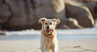 куче вода ухо