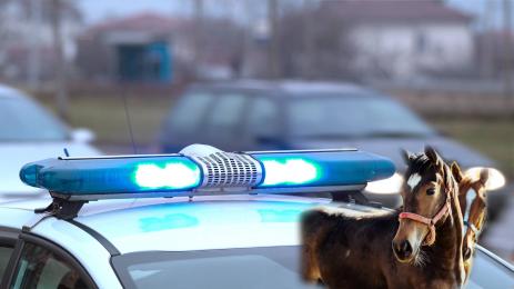полиция коне