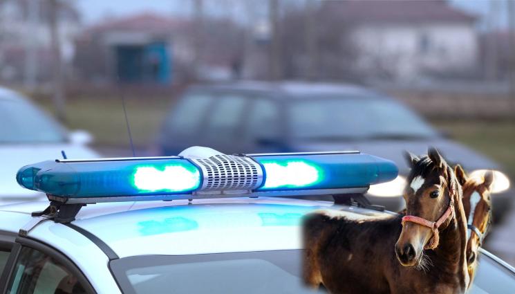 полиция коне - ИЗНЕНАДВАЩО: Шофьор се натресе в коне