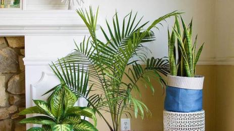 цвете саксия ботуш