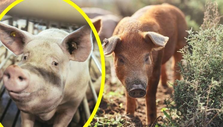 прасета - Агро Телегаф: Свиневъдите се готвят за загуби до 5 млрд. лв.