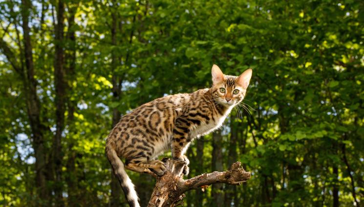 котки - 10-те най-скъпи породи котки! (СНИМКИ)