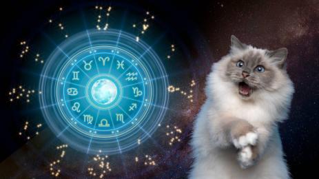 котка зодии зодиак