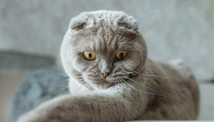 котка - ПРАКТИЧНИ СЪВЕТИ: Котките стават за синоптици, правим прогноза за времето чрез тях (СНИМКИ)